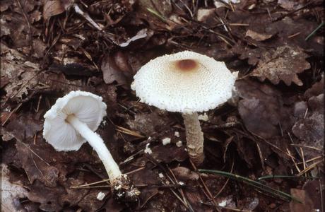 Gelbwolliger Schirmling (Lepiota magnispora) - © Helmut Pidlich-Aigner